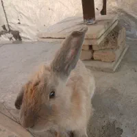 خرگوش نر معاوضه میکنم