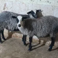بره رومانف خرجی اصل نروماده ۲راس