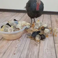 بوقلمون با ۲۰تا جوجه مرغ