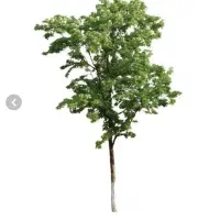 بذر اکالیپتوس وانواع بذر|خدمات باغبانی و درختکاری|بندرعباس, |دیوار