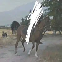 فروش مادیان کرد|اسب و تجهیزات اسبسواری|مشگین شهر, |دیوار