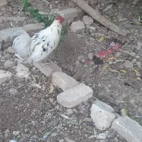 فروش مرغ گلین وخروس وبوقلمون واردک اسرائیلی|حیوانات مزرعه|پیر بکران, |دیوار