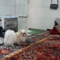 سک عروسکی