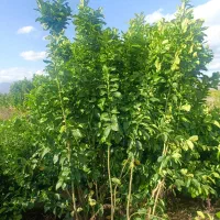 فروش نخل خرما همه نمونه  ارسال رایگان|خدمات باغبانی و درختکاری|اصفهان, آبشار|دیوار