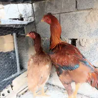 یک جفت لاری نژاد افغان