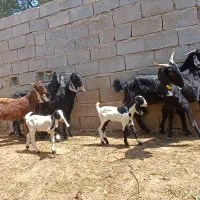 بز دورگ پاکستانی دوقلو زا