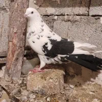 عطیقه ه|حیوانات|ارومیه, |دیوار