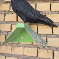 زاغ آبادانی عروسک|پرنده|آبادان, |دیوار