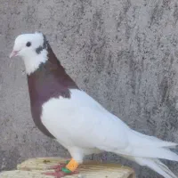 چنتا کبوتر دوری نر