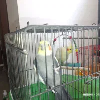 عروس هلندی کوتوله برژیلی|پرنده|ساری, |دیوار