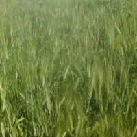 اجاره  زمین کشاورزی