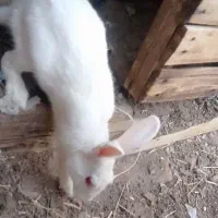 خرگوش