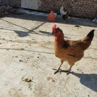 مرغ و خروس محلی