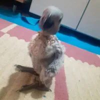 کاسکو|پرنده|شهریار, دهشاد بالا|دیوار