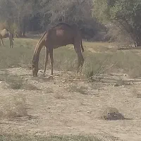 فروش شتر نر|حیوانات مزرعه|بندرعباس, |دیوار