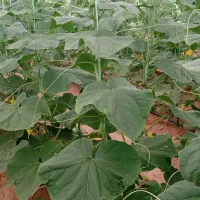 کارگر دائم گلخانه
