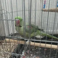 شاه طوطی