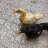 دوتا اردک ودوتا بلدرچین