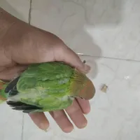 جوجه کوتوله|پرنده|بندرعباس, |دیوار