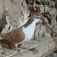 سلام|خزنده|نیشابور, باغرود|دیوار