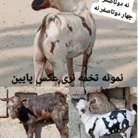 نری صلاله خطی سرمست