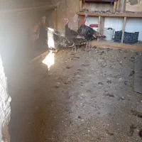 مرغ و خروس و بوقلمون|حیوانات مزرعه|بهبهان, |دیوار