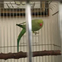 ملنگو ماده