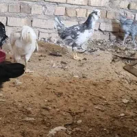 جوجه،نوچه ومرغ گلین|حیوانات مزرعه|قم, شهرک قدس|دیوار
