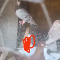 کبوتر سالم به شرط .توجه|پرنده|برازجان, |دیوار