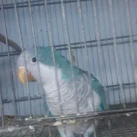 راهب نر بالغ