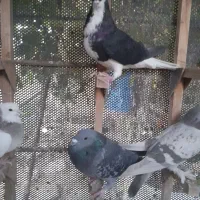 .شهری.سوسنی.سینه‌.ماده|پرنده|مرودشت, ثبت احوال|دیوار