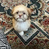 سگ آپارتمان خانگی|سگ|تهران, جوادیه تهرانپارس|دیوار