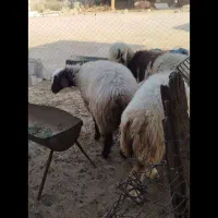 فروش سه عددمیش جوان|حیوانات مزرعه|لنده, |دیوار