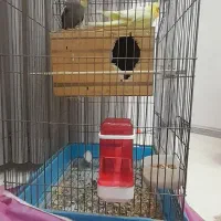 یک جفت عروس هلندی مولد|پرنده|تهران, باغ خزانه|دیوار