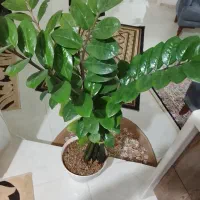 گل طبیعی