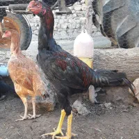 انواع جوجه لاری و خروس (نمین)|حیوانات مزرعه|اردبیل, |دیوار