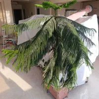 گیاه آپارتمانی|گل و گیاه طبیعی|رباط‌کریم, رباط‌کریم|دیوار