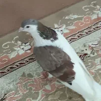 کفتر معاوضه