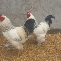 2 عدد خروس برهما
