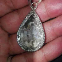 شجر گردنی شکوفه|بدلیجات|مهریز, |دیوار