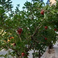 اجاره آپارتمان ۹۰ متری ۲ خوابه تک واحد