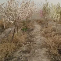 باغ و باغچه|فروش زمین و ملک کلنگی|صباشهر, |دیوار