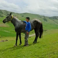 فروشی اسب