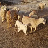 فروش ۷ راس میش زاییده