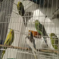 مرغ عشق انگلیسی|پرنده|خمینی‌شهر, |دیوار