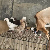 ۱۴ تا جوانه قشنگ و پرشی