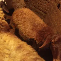 یک عدد گوسفند قربانی|حیوانات مزرعه|صومای برادوست, |دیوار