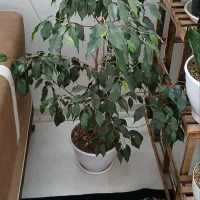 گل‌ سرحال|گل و گیاه طبیعی|مشهد, منزل آباد|دیوار