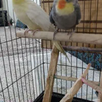 دوعدد عروس هلندی