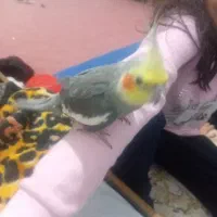 عروس هلندی نر